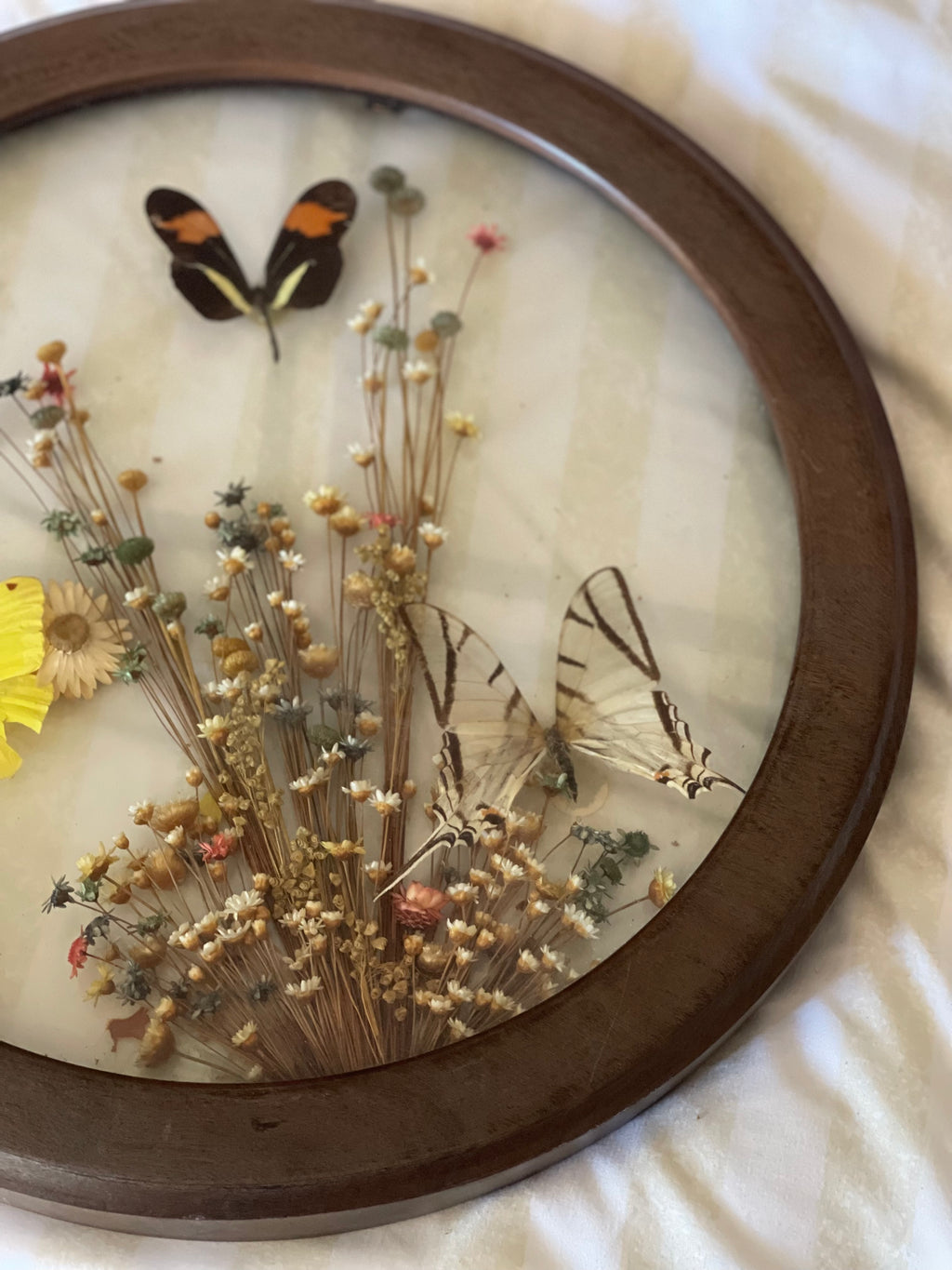 Butterflies in Bloom