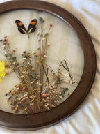Butterflies in Bloom