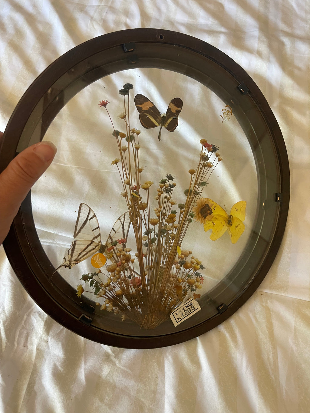 Butterflies in Bloom