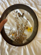 Butterflies in Bloom
