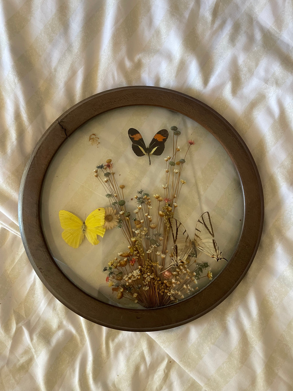 Butterflies in Bloom