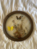 Butterflies in Bloom