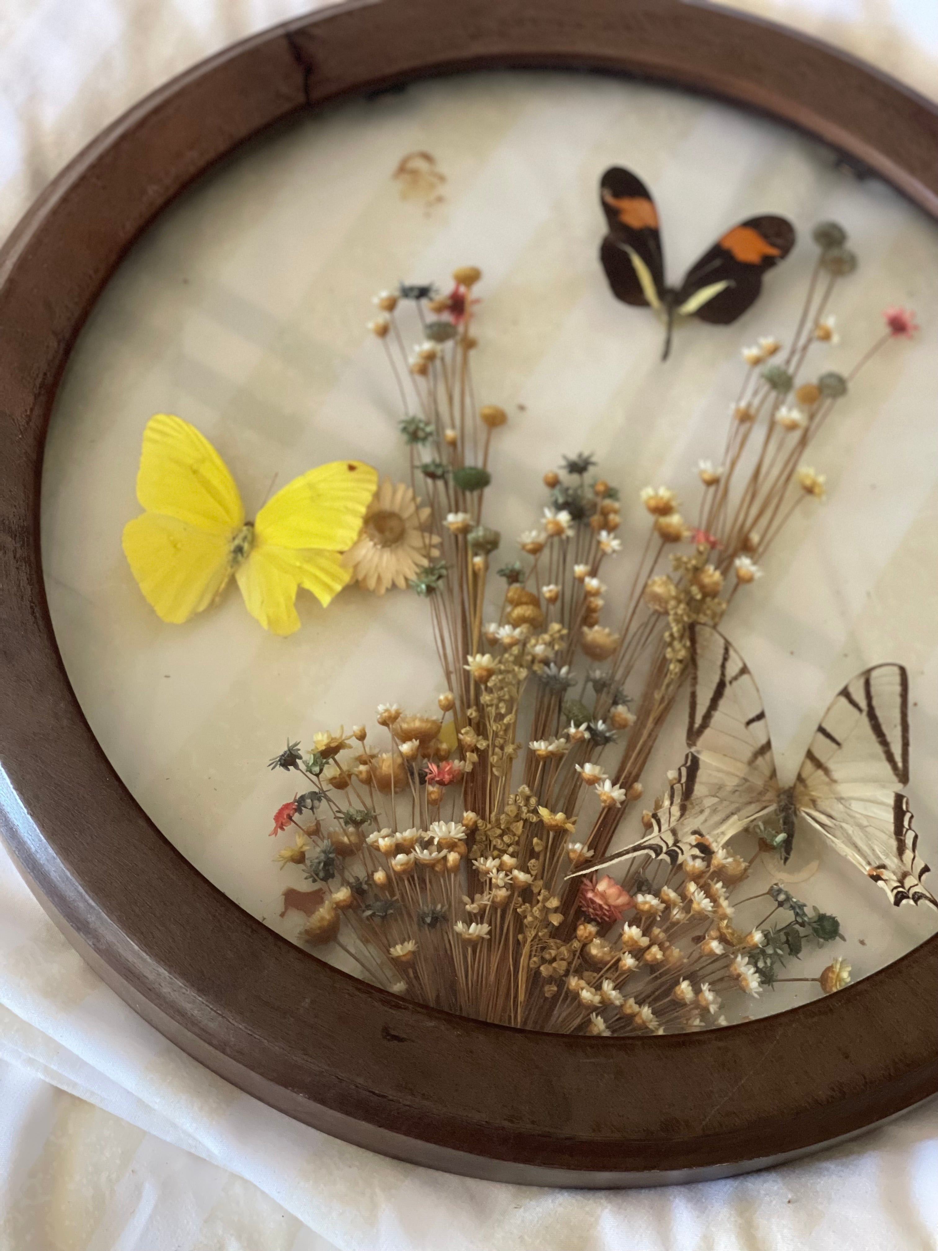 Butterflies in Bloom