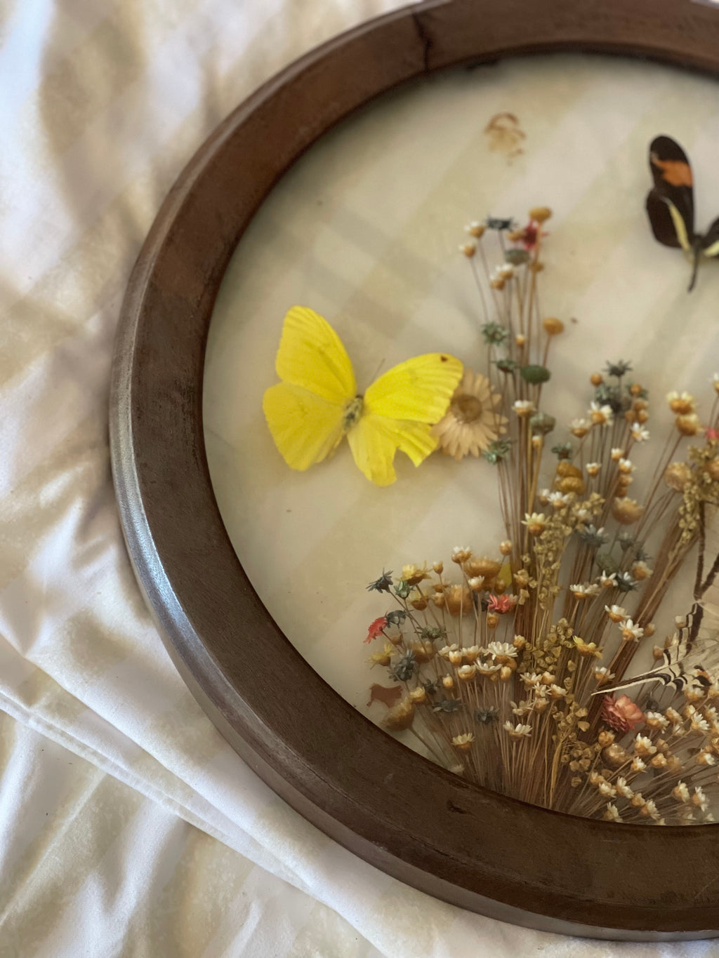 Butterflies in Bloom